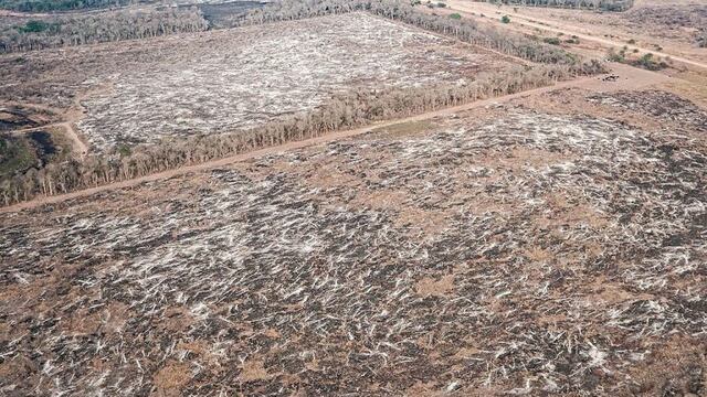 Greenpeace responsabilizó al gobierno por los desmontes