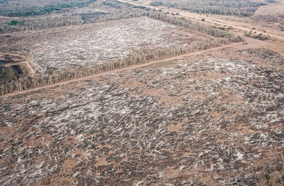 Greenpeace afirmó que la respuesta del gobierno de Formosa confirma que son cómplices del desmonte