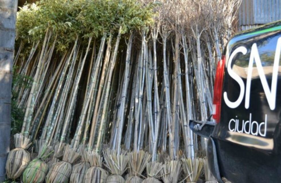 Relanzan un programa para arbolar la ciudad