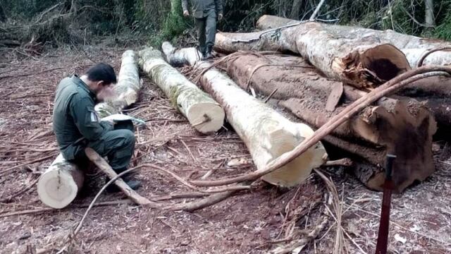 Control Forestal detectó irregularidades en San Pedro