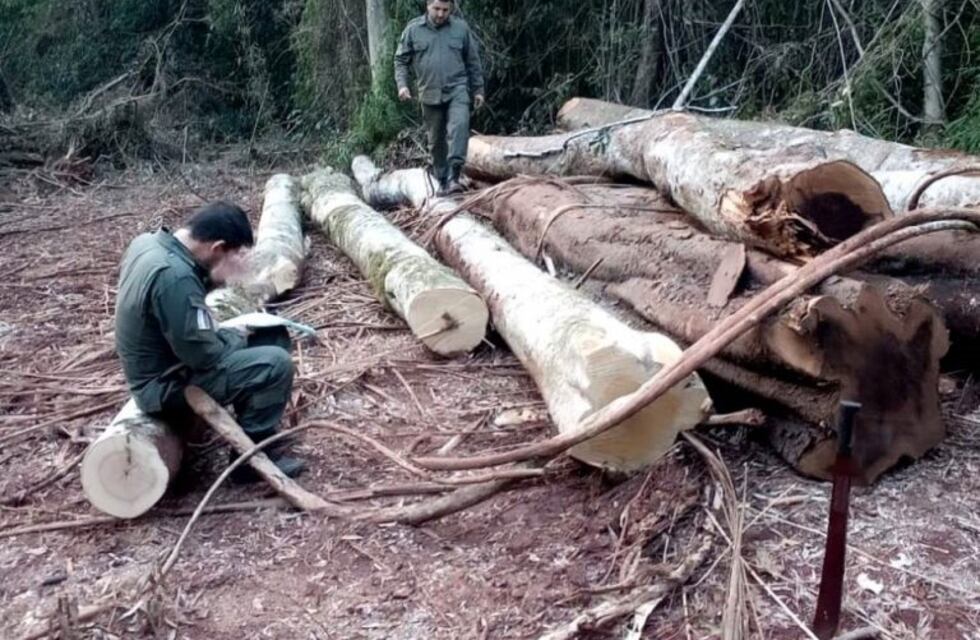 Control Forestal detectó irregularidades en San Pedro