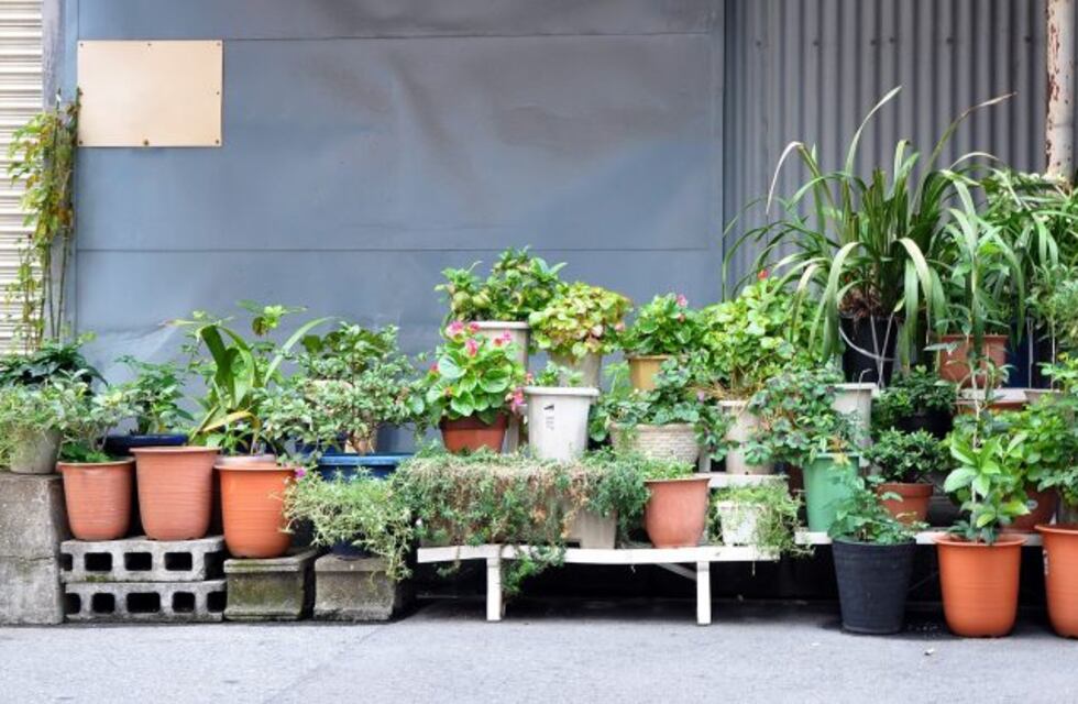 Cuatro consejos para que tus plantas no sufran el frío