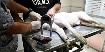 Banco de sangre para mascotas