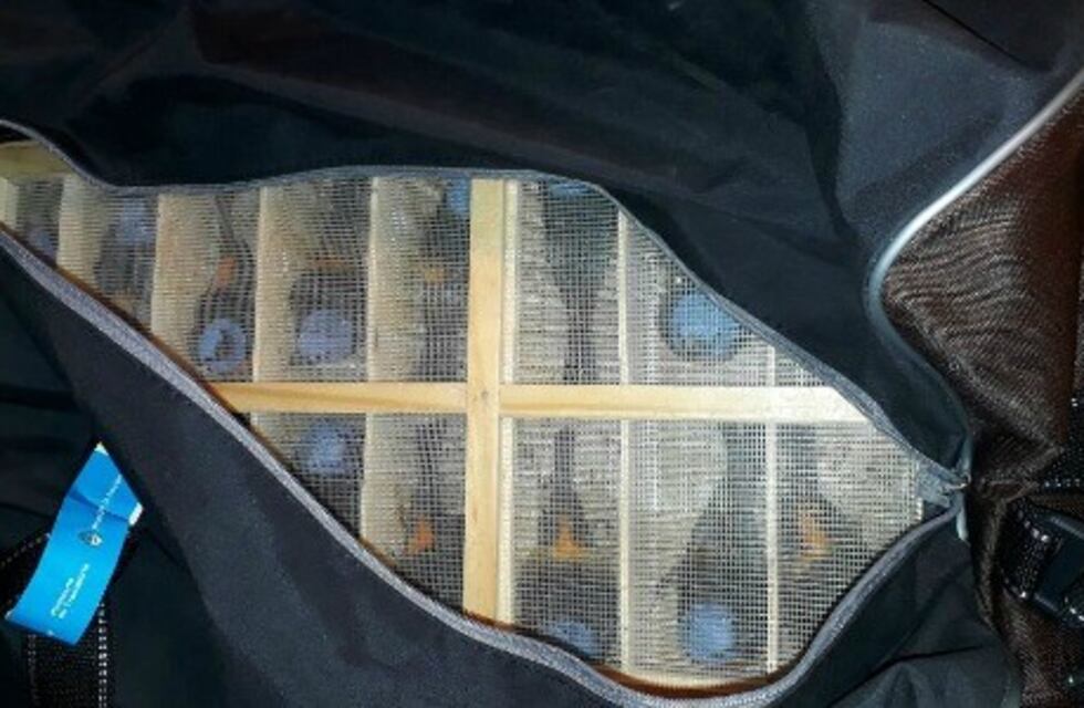 Insólito: trasladaba 130 aves en un bolso metido en la bodega del colectivo