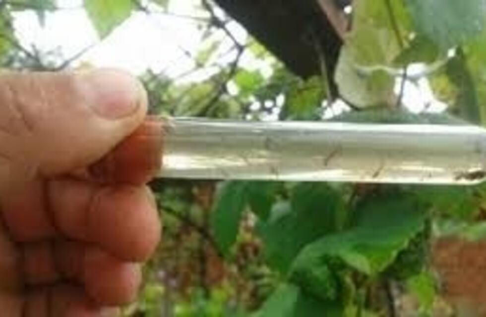 Confirman once nuevos casos de dengue en Salta