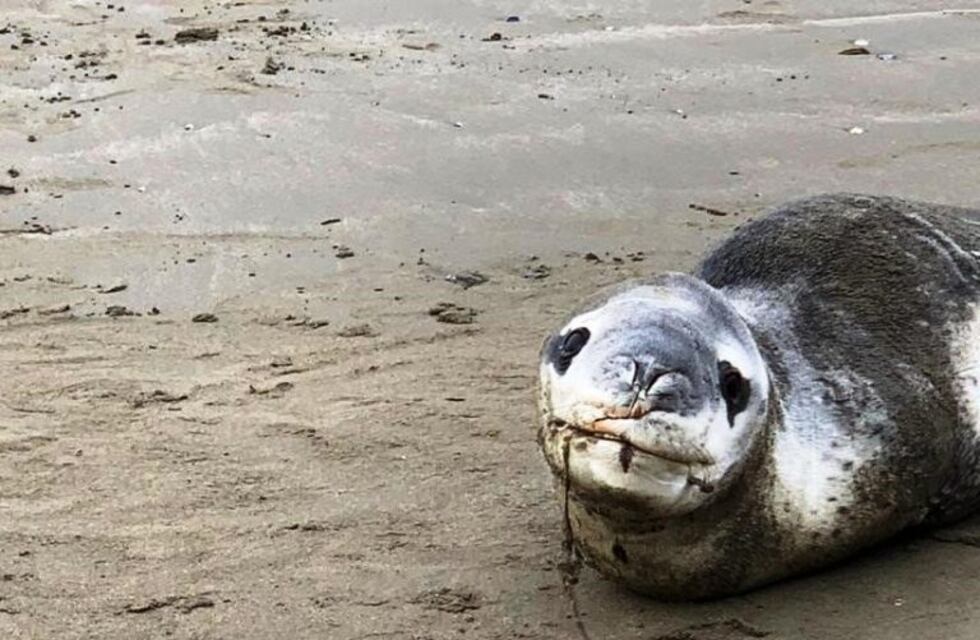 Advierten sobre peligrosidad de especie de foca