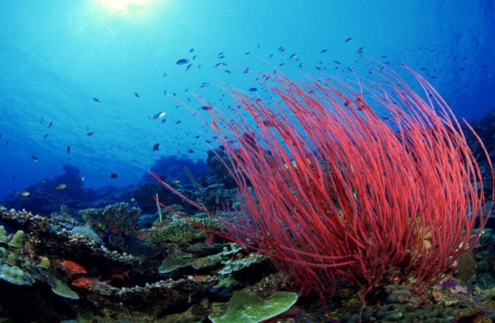Descubren un animal que devora cadáveres de cocodrilos en el fondo del mar