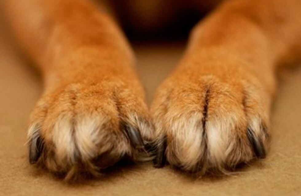 Indignación por un hombre que baleó a la mascota de su vecino