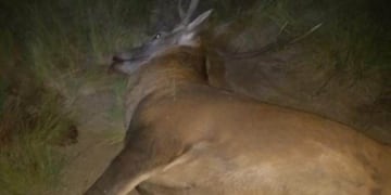 El accidente ocurrió esta madrugada sobre la Autopista 55 cerca de Nueva Galia\u002E