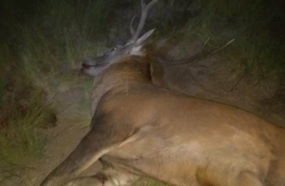 Turistas chocaron a un ciervo cerca de Nueva Galia