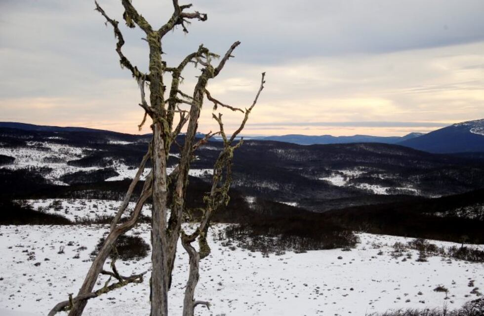 Confirman condenas por daño ambiental forestal en Tierra del Fuego