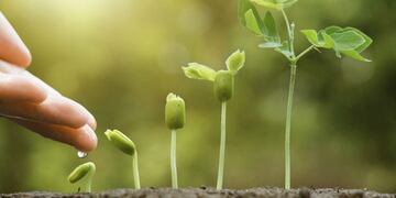 Plantarán en junio más de 1\u002E000 árboles en Mar del Plata
