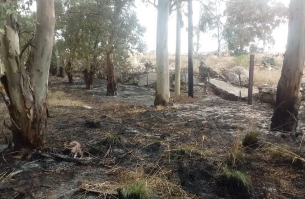 Arrestan a un hombre por talar árboles y causar un incendio