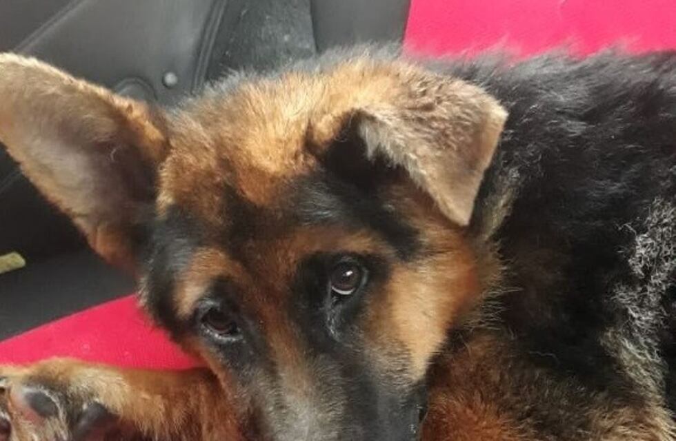 Campaña Solidaria en Punta Alta: "Una pata ortopédica para Alfi"