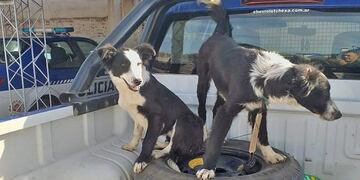 El robo ocurrió en un campo en General Cabrera y el cuidador se llevó animales valiosos\u002E (Unidad Departamental Río Cuarto)