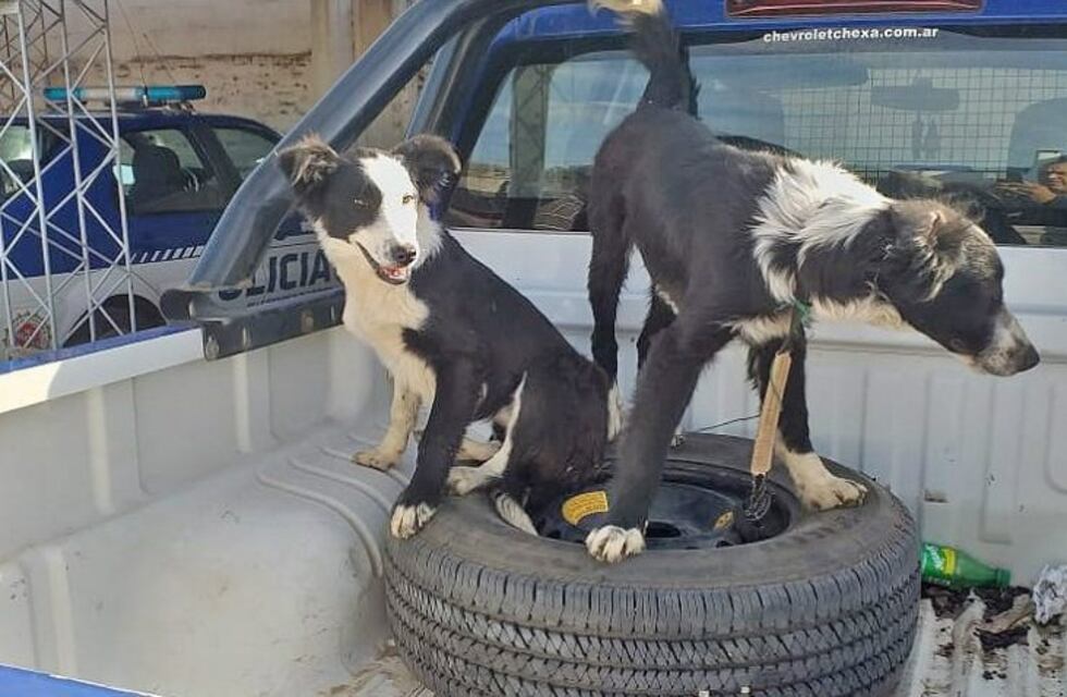 Un cuidador de campo se robó hasta los perros de un vecino en General Cabrera