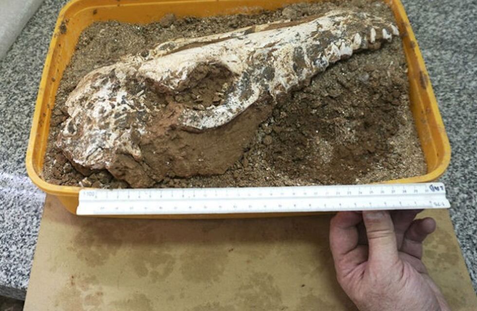 Analizan el cráneo de un fósil hallado en el oeste de Córdoba