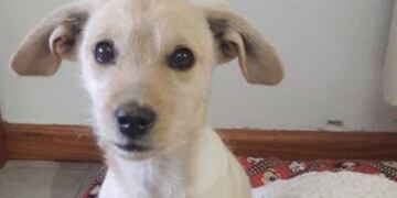 El hilo sobre perritos que iban a ser de raza, pero no\u002E (Foto: captura Twitter)