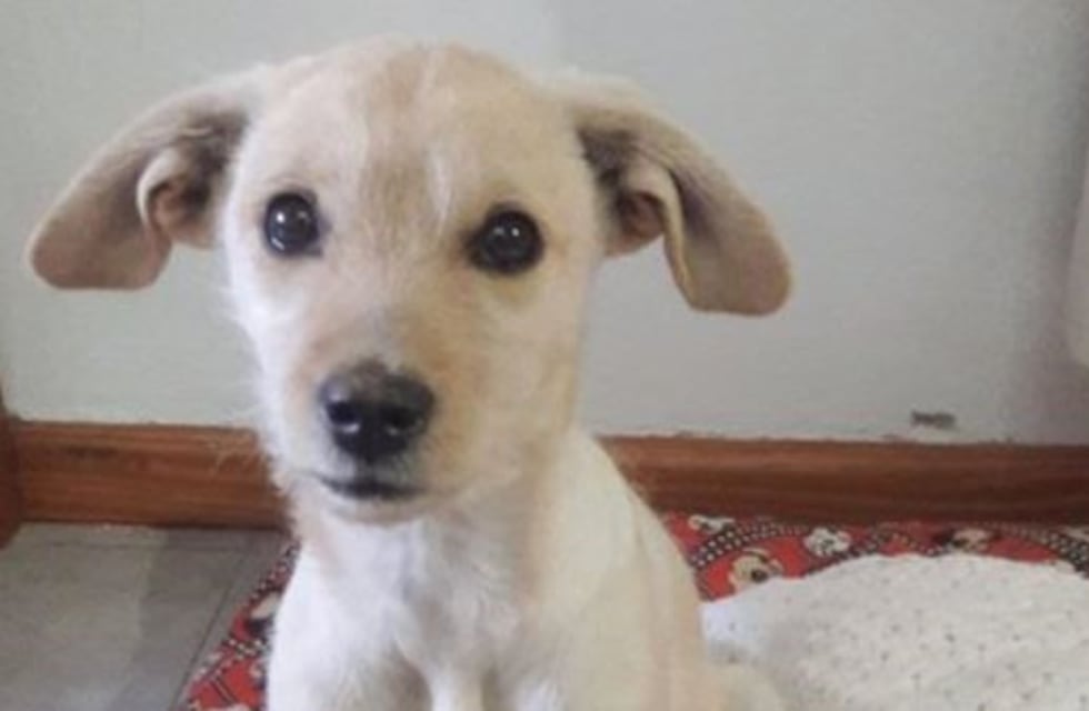 "Me dijeron que iba a ser un caniche", el hilo sobre perros 'de raza' que hizo reír a todos en Twitter