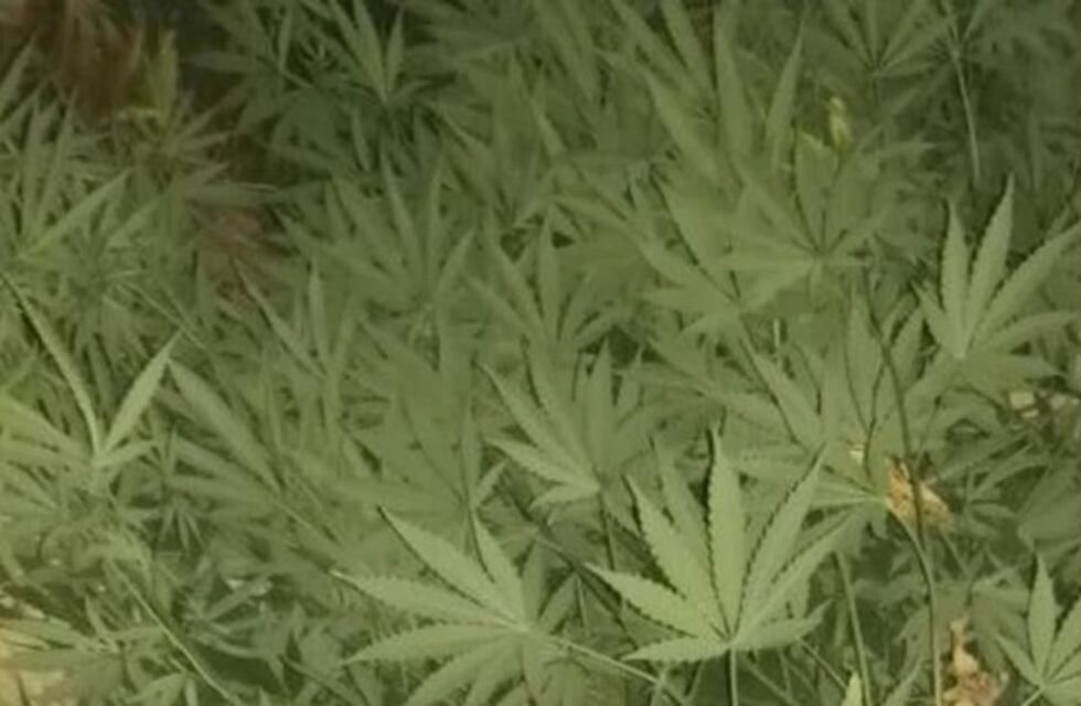 Evadió un control, fueron a su casa y hallaron 48 plantas de marihuana
