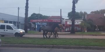 Los caballos en medio de bulevar Rondeau causaron serios trastornos en el tránsito\u002E (@emergenciasar)