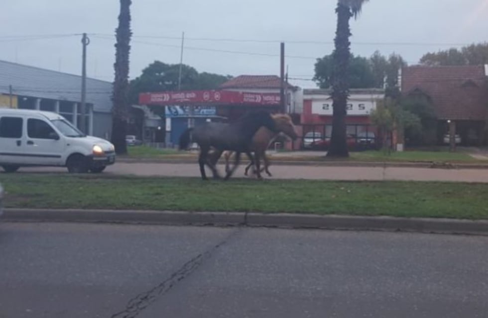 Tras lo que pasó en Banda Norte, qué dice el Edecom sobre los equinos sueltos en la calle