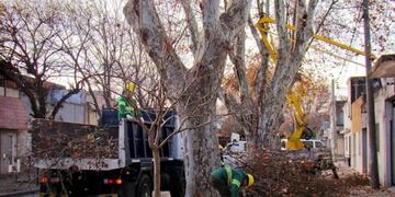 Rosario invierte $55 millones en arbolado público
