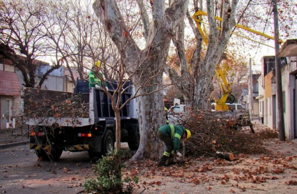La Municipalidad invertirá $55 millones en el mantenimiento de arbolado público