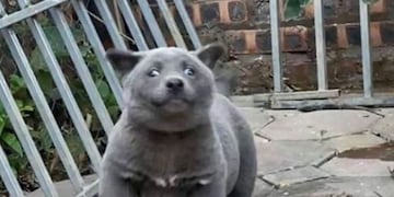 El curioso animalito que genera controversia: ¿es un gato o es un perro?