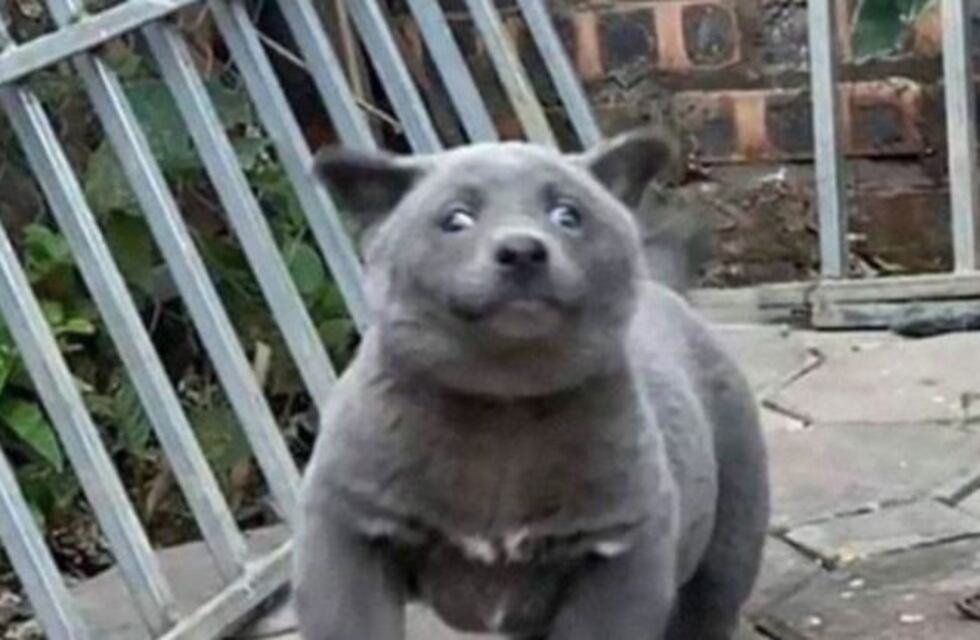 El curioso animalito que genera controversia: ¿es un gato o es un perro?