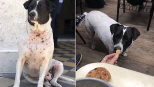 Perro Vaca, el "estafador" de toda una facultad