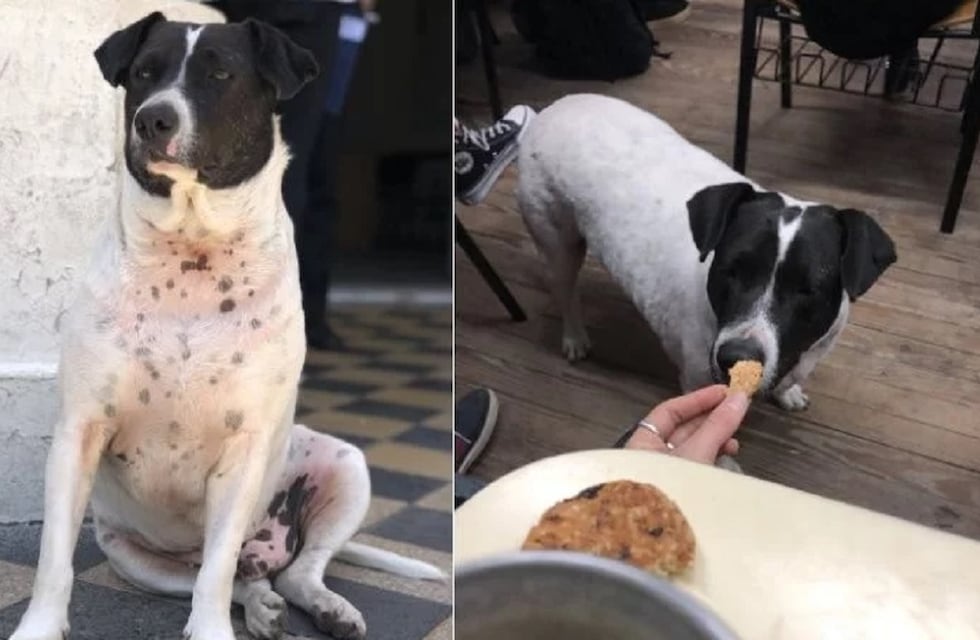 Día del perro callejero: la historia de “Vaca”, el perrito estafador que fue viral en Rosario