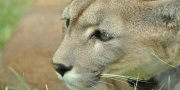 Invitan a celebrar el Día Internacional del Puma\u002E