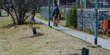 La Calera: ejemplares de algarrobos en el parque Icardi\u002E