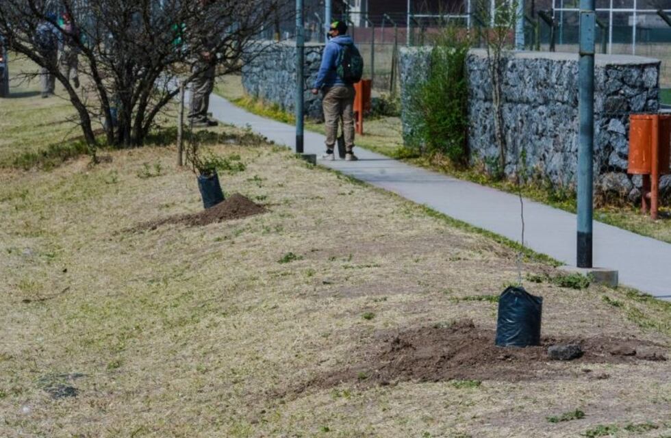 Plantaron algarrobos en los parques de la ciudad