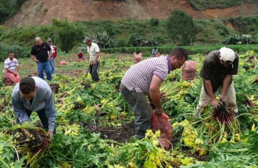 Maniató a dos niños y se robó casi medio millón destinado a sueldos de jornaleros
