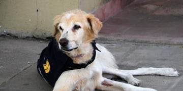 El perro Cartucho tendrá un monumento en la comisaría séptima\u002E