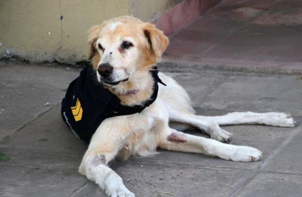 Mural en honor a Cartucho, el perro que prestaba servicio en la comisaría séptima