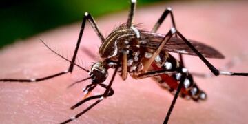 El mosquito que transmite el dengue\u002E