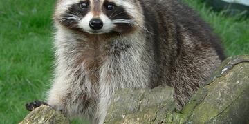 Le dijeron que iba a morir pero Nikki no pudo aceptarlo