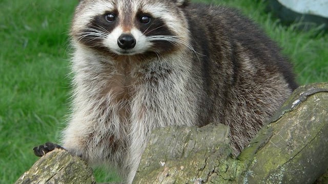 Le dijeron que iba a morir pero Nikki no pudo aceptarlo