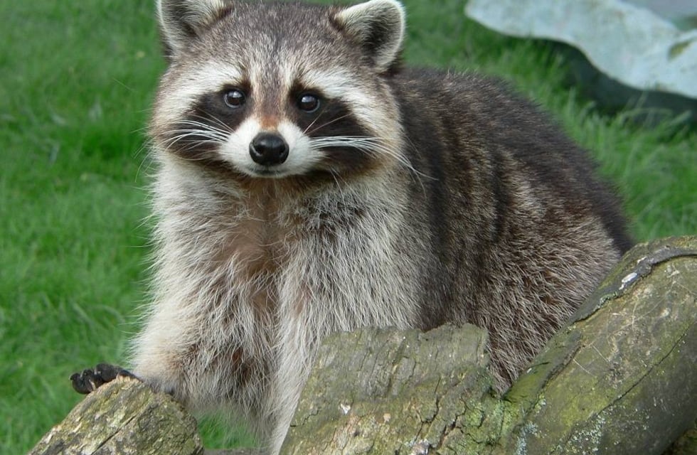 La emotiva historia del mapache que vuelve a visitar a la mujer que lo salvó hace tres años