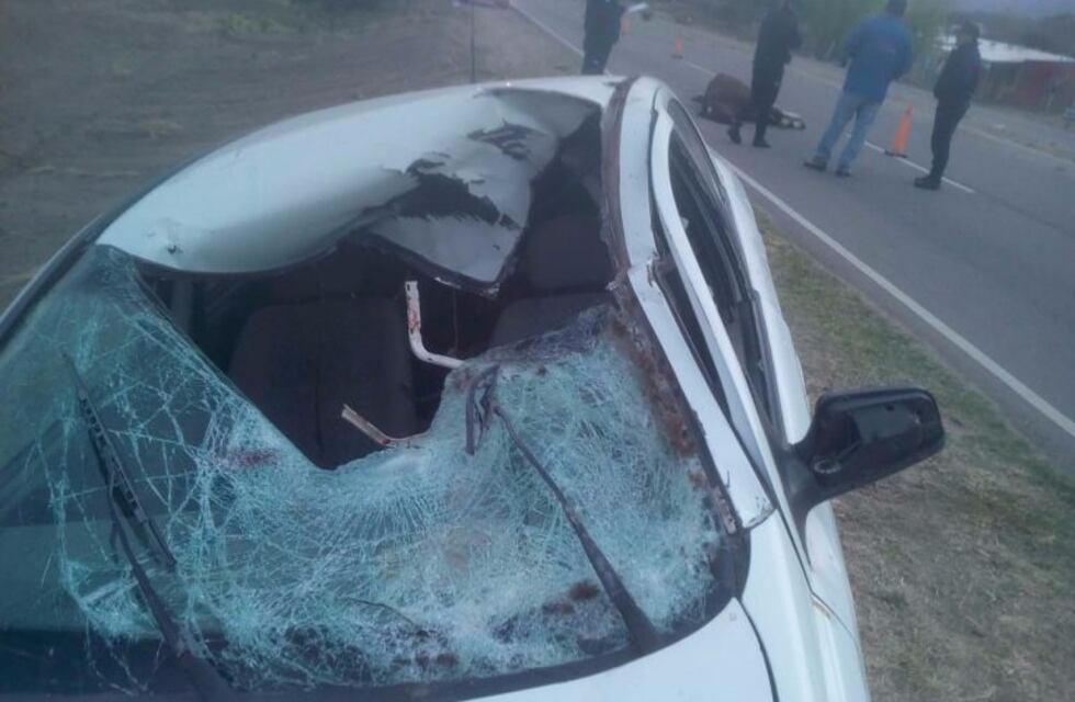 Animales sueltos: un automovilista embistió a un caballo en la ruta