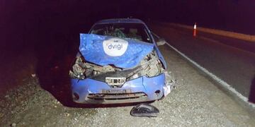 Auto arrolló Guanaco en RN3