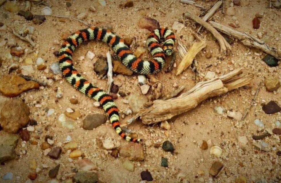 Efectivos policiales asistieron a un niño que fue mordido por una serpiente