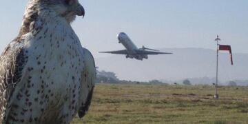Ciertas aves efectúan un trabajo de control aviario de suma importancia\u002E