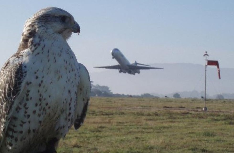 Aves rapaces custodian el espacio aéreo en el aeropuerto mendocino