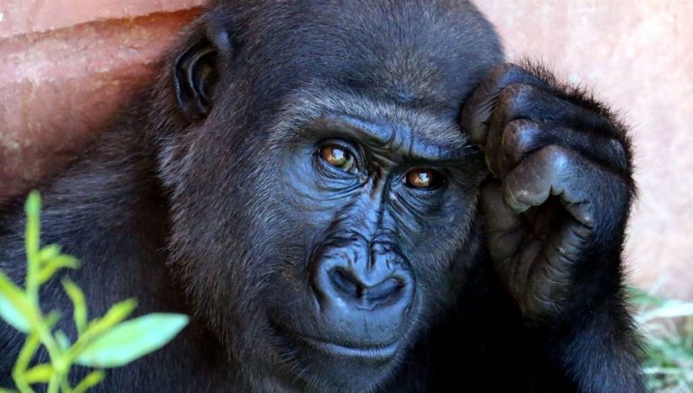 Video: un mono sorprendió a vecinos del barrio Centenario