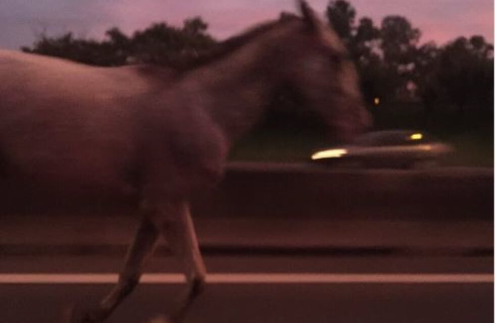 Alerta en la Panamericana por un caballo suelto que galopaba sobre la calzada