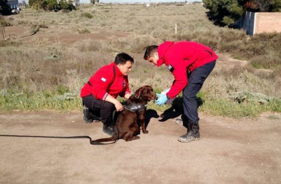 Integrantes del K9  viajan a Bariloche a solicitud de la justicia